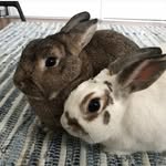 Barry & Luna The Bunnies - @barrythebunny_ - Instagram