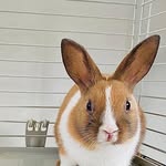 𝗕𝗮𝗿𝗿𝘆 - @barry.bunny_ - Instagram