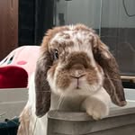 Barry - @barry.the.bunny - Instagram