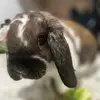 Barry - @barrybunny1 - TikTok