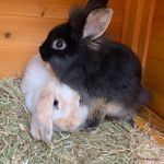 Barry Bunnies - @barry__bunnies - Instagram