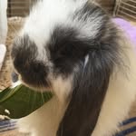 ⠀⠀⠀⠀⠀⠀⠀⠀⠀⠀⠀⠀Barry Bunny - @barrybunny_ - Instagram