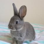 Barry Bunny - @bunny.barry - Instagram