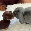 Barry bunny - @barry.bunny - TikTok