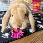 Barry Bunny O - @barry.bunny.o - Instagram