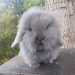 Barry the Bunny 🐰 - @_barrythebunny_ - Instagram