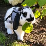 Bunny Barry - @mr.barry_the_bunny - Instagram