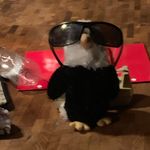 Barry The Eagle Burcham - @barrythe_eagle - Instagram