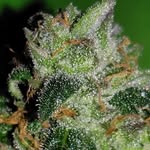 Barry Burner - @experimentinhorticulture - Instagram