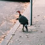 Barry Bush Turkey - @bushturkeysofcranecrescent - Instagram