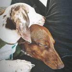 Barry & Cash - @barryandcash_dachshunds - Instagram