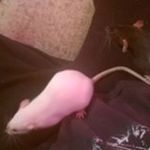 Barry Chase - @tfxbazaer - Instagram
