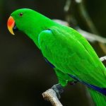 Barry Clarkson - @imcalledparrotclarkson - Instagram