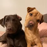 Barry, Clyde & Hank - @theburkeboys_ - Instagram