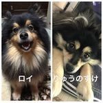 2代目デカポメ龍之介 - @barry_cooke - Instagram