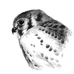 Barry Coombs - @bfcoombsbirds - Instagram