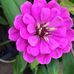 Corley Farms - Facebook