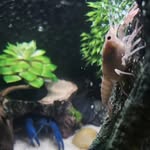 Barry & Cotton - @cottonbarrythecrayfish - Instagram