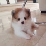 Barry the pomeranian - @barrybuttcotton - Instagram