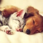 Barry County Animal Shelter - @barrycountyanimalshelter - Instagram