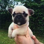 Barry Crowe - @barrythefrench - Instagram