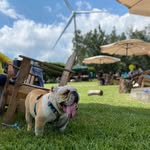Barry Cuevas - @barry_thebull - Instagram