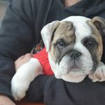 Barry Curran - @barrythebulldog2020 - Instagram