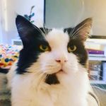 Barry Daniel - @the.barry.cat - Instagram