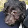 Berry Darby - @berry.the.dog.101 - TikTok
