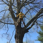 Barry Finger - @strongoaklanscaping - Instagram
