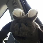 Barry The Bat - @barrythefingerpuppetbat - Instagram