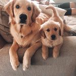 Barry & Finley - @barrythegoodboyy - Instagram