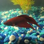 Barry Allen-Flint - @barryallenflint - Instagram