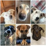 Betty, Merlin, Barry, Lara, Flint & Ethel - @thehairyhoundspack - Instagram