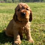 Barry Gamble - @barry.the.cocker - Instagram