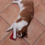 Barry.Garfield.Moni.Loki - @barry.garfield.moni.loki - Instagram