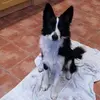 Barry Gaule - @barry.gaule - TikTok