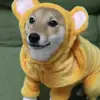 IRISH SHIBE - @gearoidbarry99 - TikTok