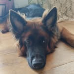 Barry 🤗 - @barry_germanshepherd_ - Instagram