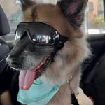 Barry ⚡️ German Shepherd + Beagle Mix - @barry_thedoge - Instagram