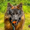 Barry  the German Shepherd Dog - @barrythegermanshepherd - TikTok