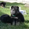💞Barry💞 - @barry.german.shepherd - TikTok
