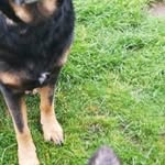 Barry - @barry.german.shepherd - Instagram
