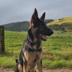Barry - @barry_germanshepherd - Instagram