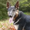 barry🐶 - @barry_germanshepherd - TikTok