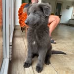 Barry the blue German Shepherd - @barry_the_blue_german_shepherd - Instagram
