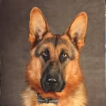Barry the German Shepherd - @german_shepherd_barry - Instagram