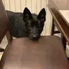 @barrytheblackgermanshepherd - @edestores1123 - TikTok