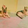 sheru and Barry German Shepher - @user9042941690340 - TikTok