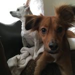 Gooch and Barry❤️🐶 - @gooch_and_barry - Instagram